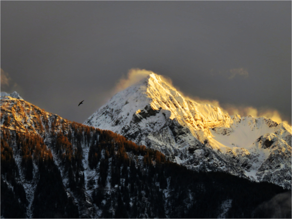 Berg Vogel