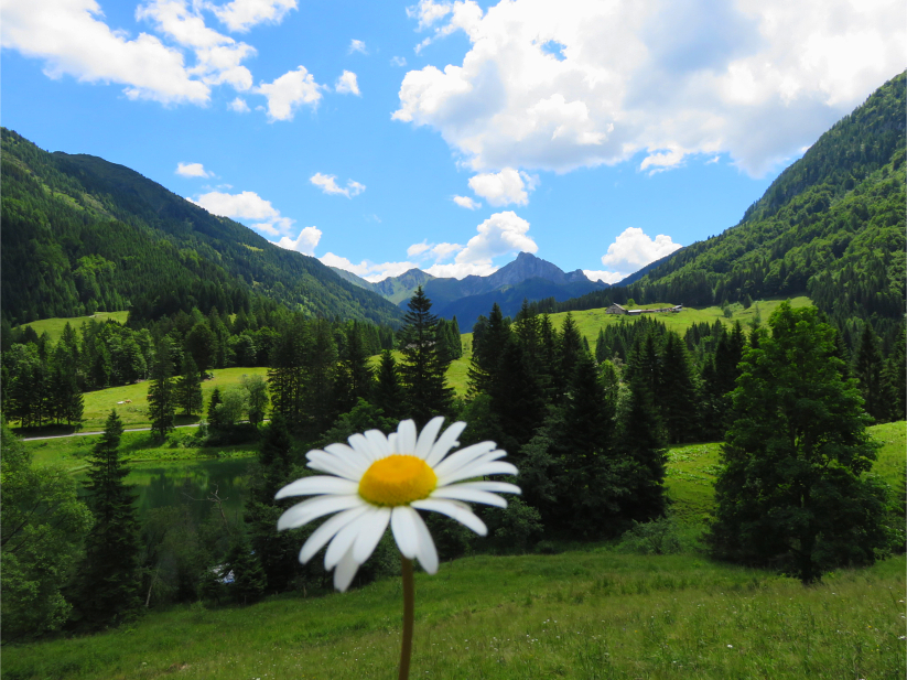 Grünsee Blume